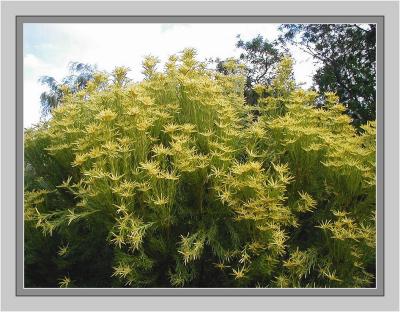 Leucodendron