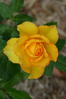 Victoria Gold (rose)