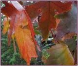 Liquidamber styraciflua