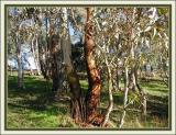 Colony of self-sown trees