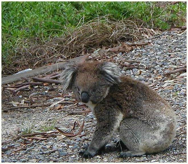 A tired little koala