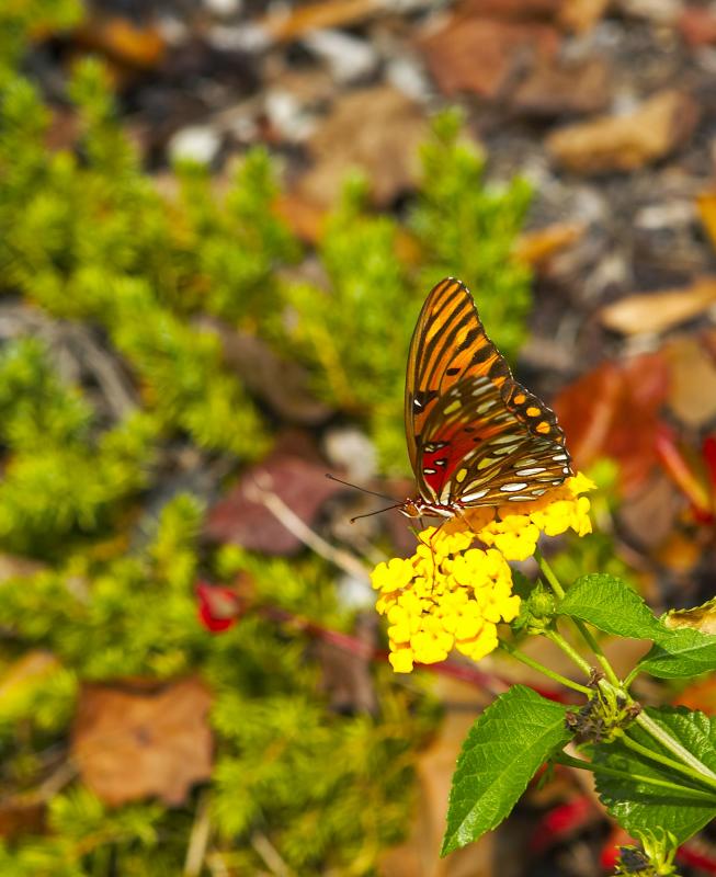 The last partygoer left on a sidewalk garden