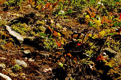 Early Summer hillside