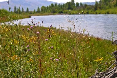 Wild flowers by the lake
