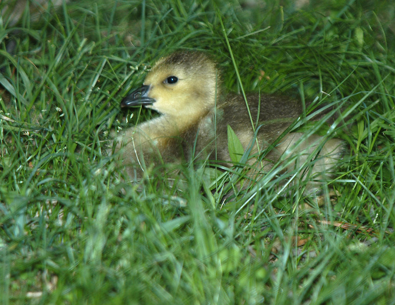 DSC_6147 copy.jpg