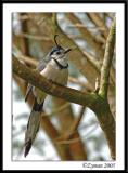 DSC_0821 PAD.jpg