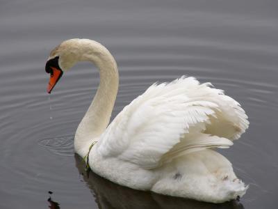 Swan01 (104)
