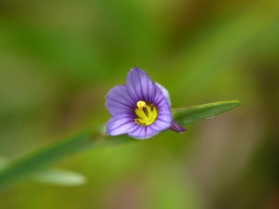 Pointed Blue-eyed Grass