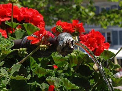 Lebensquell Wasser geschmckt mit Blumen