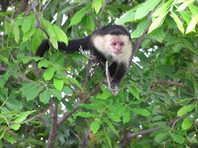 A white-faced capuchin monkey