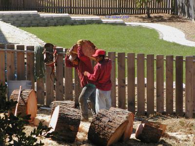 Hoist That Log 2 s.jpg