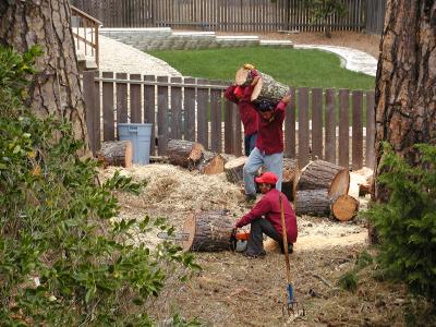 Tote that log s.JPG