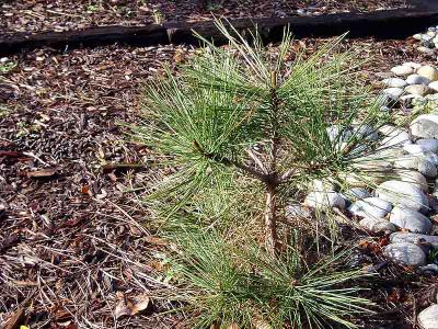 Volunteer Ponderosa s.jpg