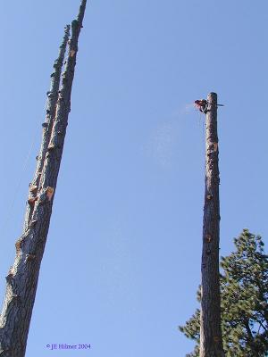Chunking out the small tree s.jpg