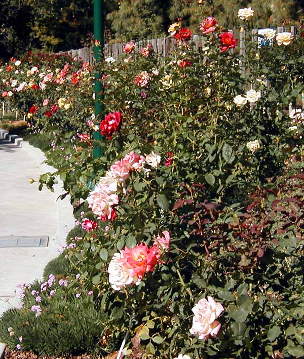 Rosebed 2 s.jpg