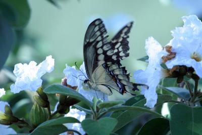 Butterflys and stuff