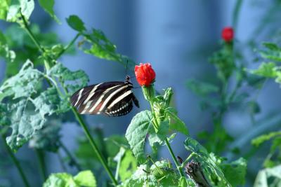 Butterfly.jpg