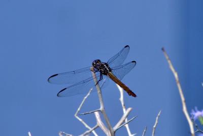 Dragonfly.jpg
