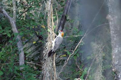 Golden Fronted Woodpecker.jpg