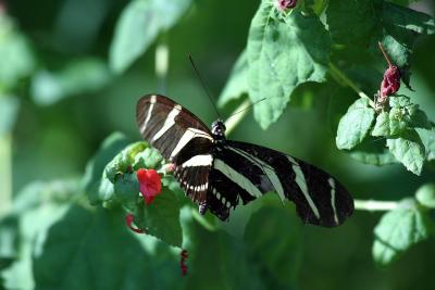 Zebra butterfly.jpg