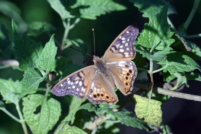 Butterfly.jpg