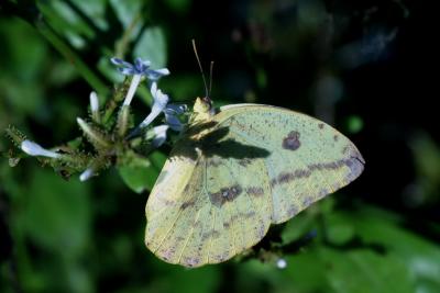 Butterfly1.jpg