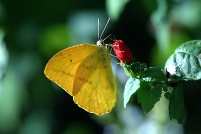 Butterfly2.jpg