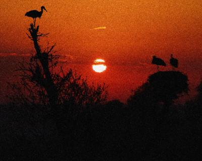 Storks-sunset