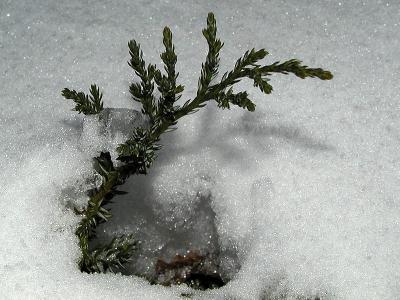 P2065272let it thaw.jpg