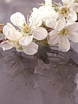 P4185672cherry.jpg