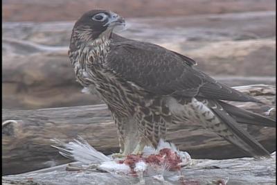 Wet Monster -  Peregrine Falcon - Kalaloch 2004