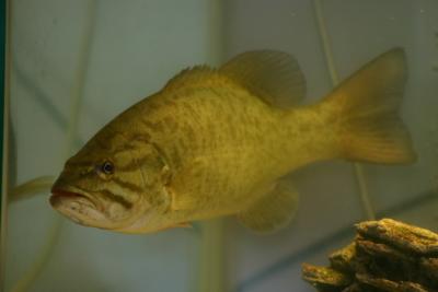 12 Small mouth bass with 9 Florida Gar