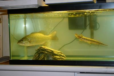 12 Small mouth bass with 9 Florida Gar