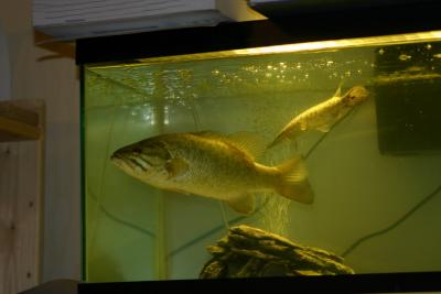 12 Small mouth bass with 9 Florida Gar
