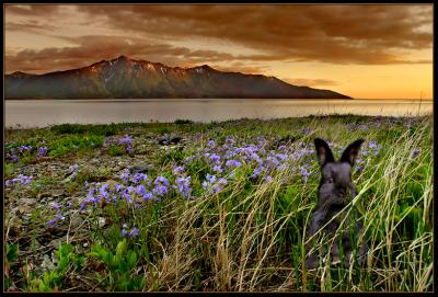 Rabbit Dream