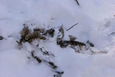 Barred Owl remains