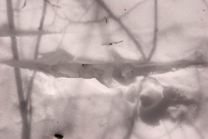 Turkey Tracks in Snow