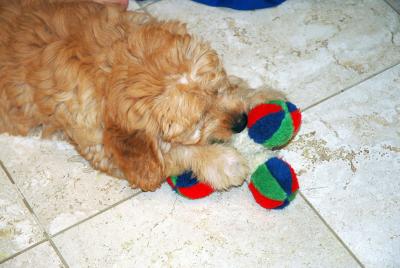 I love my toys. . . and chew them to shreds