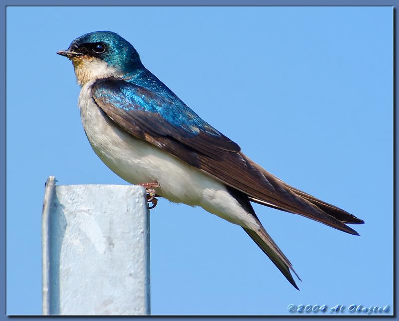 DSC_0783.jpg