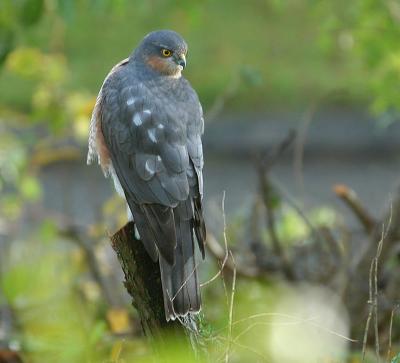 Sparrowhawk - Spurvehg - Accipiter nisus