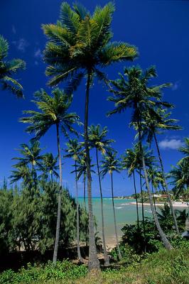 coqueiral em Pirangi do Norte Foz do Rio Pium2.jpg