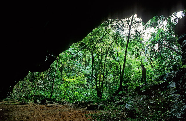 Mata Atlntica do PETAR6, Iporanga, SP