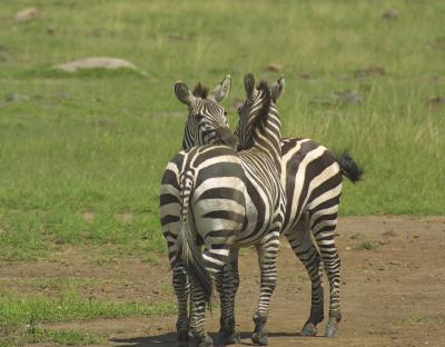 Grooming Zebras.jpg