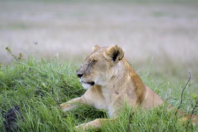 Lioness dozing.jpg