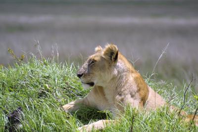 Lioness sunning.jpg