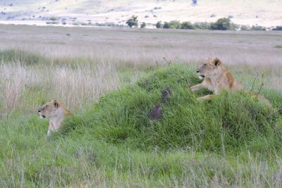 Lionesses resting.jpg