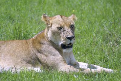 masai_mara