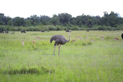 Ostrich.jpg