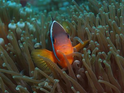 Anemone Fish