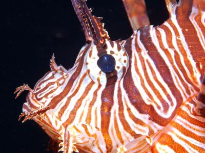 Lion Fish